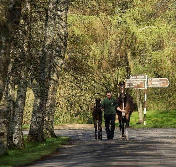 The top five places to visit in County Kildare
